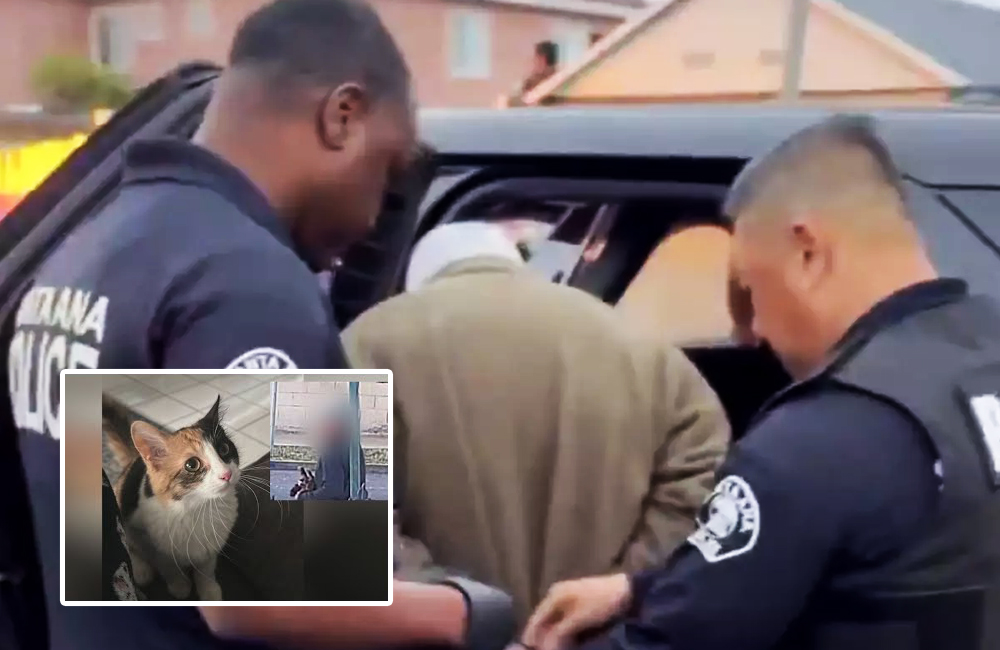 Arrestan sospechoso de asesinato en serie de gatos vinculado a más de ...